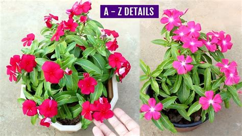 Annual Vinca: Plant Care Growing Guide | atelier-yuwa.ciao.jp