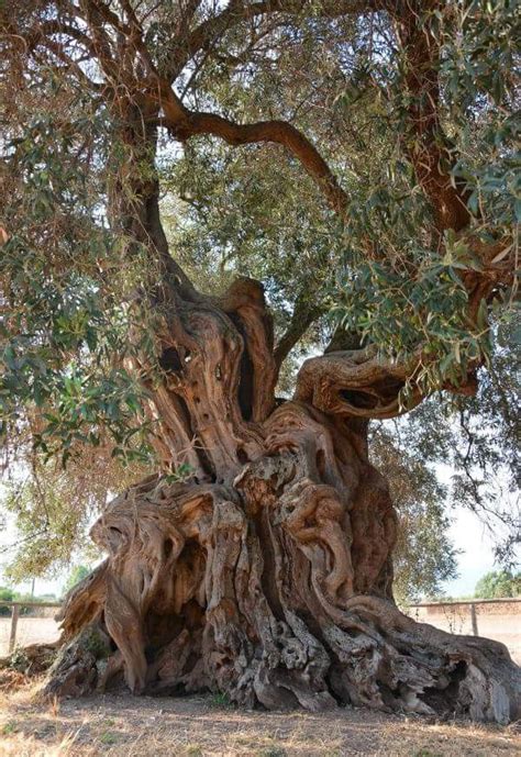 Pin by Linda Adams on seerT | Olive tree, Weird trees, Twisted tree