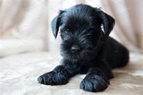 Miniature Schnauzer puppy | High-Quality Animal Stock Photos ~ Creative Market