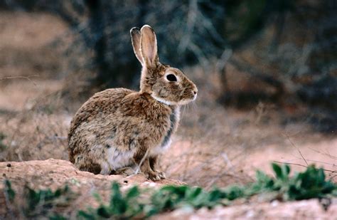 How European Rabbits Took over Australia