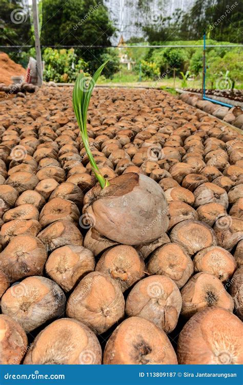 Coconut Perfume, Young Coconut Small Trees. Stock Image - Image of palm ...