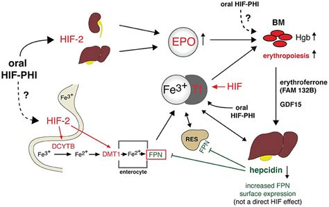 Frontiers | Anemia in Chronic Kidney Disease: From Pathophysiology and Current Treatments, to ...