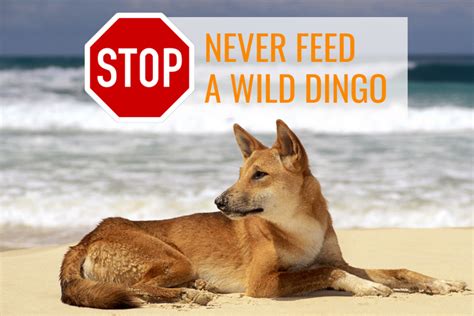 Dingo diet: what our dingoes eat | Intrepid World