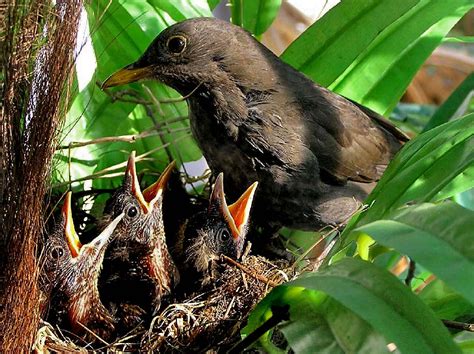 Blackbirds | Blackbird nest in my garden | Grete Howard ARPS | Flickr