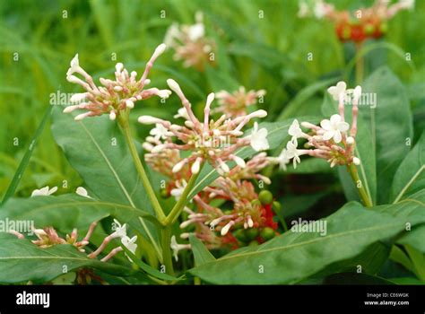 Rauwolfia serpentina flower leaf leaves plant Stock Photo - Alamy