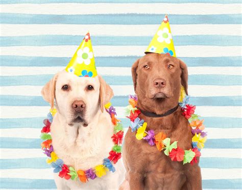 Dogs In Party Hats Free Stock Photo - Public Domain Pictures