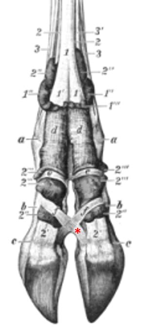 Bovine Foot Anatomy – Large Animal Surgery – Supplemental Notes