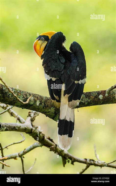 Great Indian Hornbill in its habitat Stock Photo - Alamy