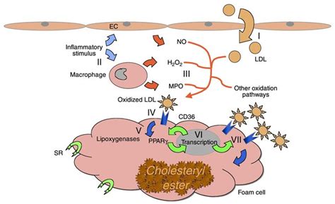 JCI - CD36: a class B scavenger receptor involved in angiogenesis, atherosclerosis, inflammation ...