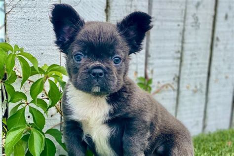 Fluffy Frenchie: All You Need To Know About This Unusual Pup