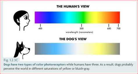 How dogs really see the world - Ontario SPCA and Humane Society