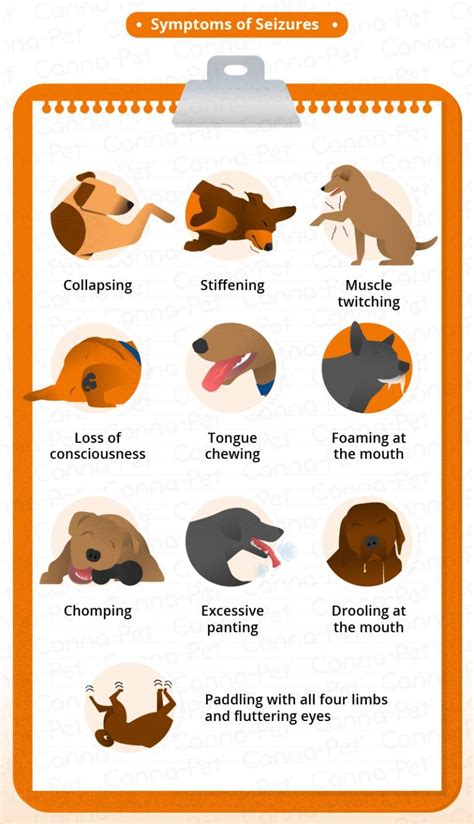 Dog Seizure Symptoms & Natural Remedies | Canna-Pet® | Dog seizures, Pet care dogs, Epilepsy in dogs