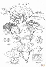 Vintage Botanical Illustration coloring Page  Free Printable Coloring sketch template
