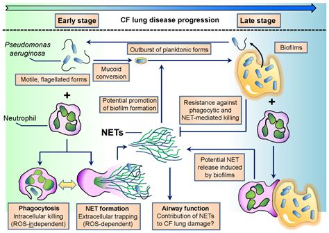 Pseudomonas Aeruginosa Disease