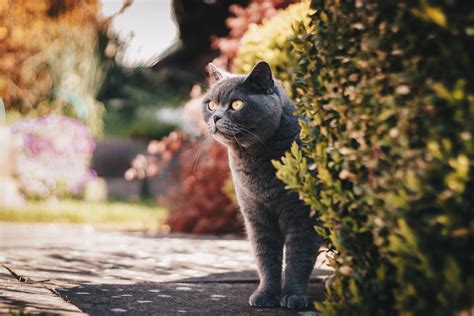 Selective focus photography of a grey cat | Pixeor – Large Collection of Inspirational Photos