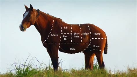 How to cook your horse | The World from PRX