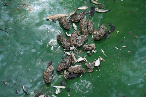 OT sort of: What kind of wild animal poop is this at my feeder? | BirdForum