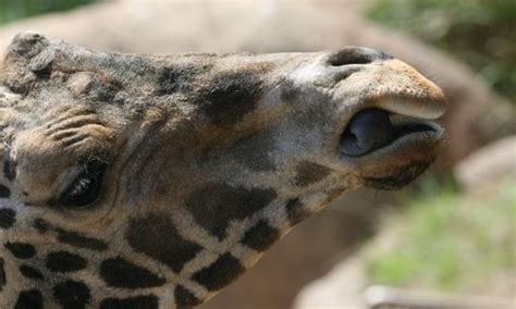 Giraffe Feeding Time - Communicate Science