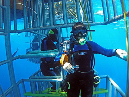 Shark Cage Diving Tour Information