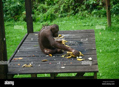 Orangutan at the Sepilok Orangutan Rehabilitation Center Stock Photo - Alamy