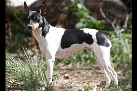 Rat Terrier Puppies For Sale - AKC PuppyFinder