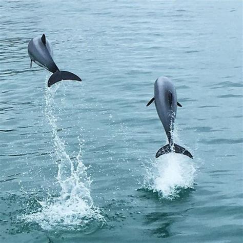 Akaroa Dolphins - Ce qu'il faut savoir pour votre visite - TripAdvisor