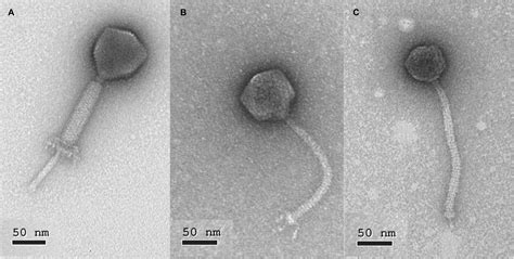 Frontiers | Isolation and Characterization of Enterococcus faecalis-Infecting Bacteriophages ...
