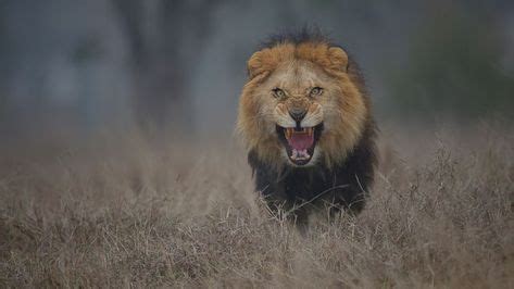 Lion! RUN AWAY!!!!!!!!! | Dangerous animals, Lion, Animals