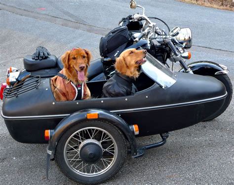 gotta love this! | Trailer para motos, Perros golden bebes, Coches increíbles