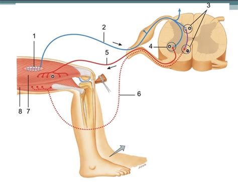 Patellar reflex arc Flashcards | Quizlet