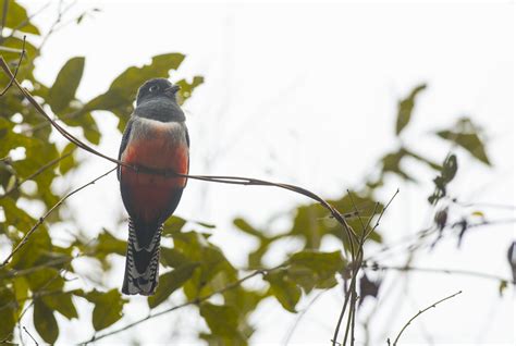 Trogon curucui // Blue-crowned Trogon - female | Giselle Mangini | Flickr