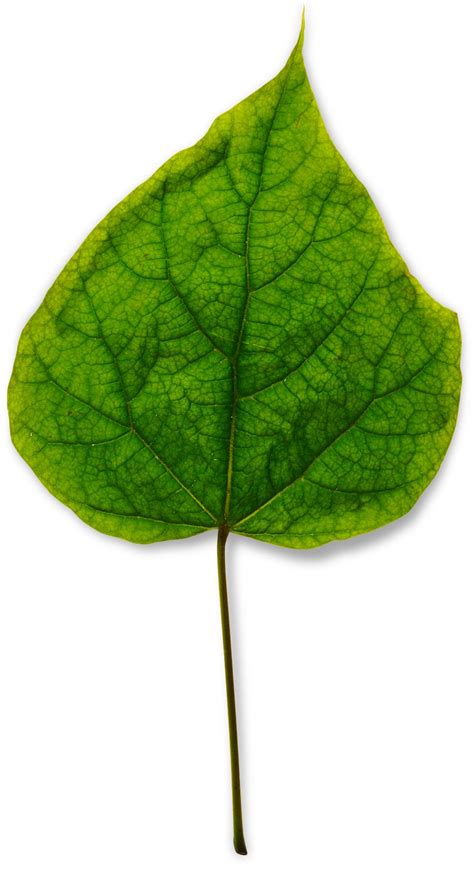 What Plant Leaves Do | Facts About Leaves | DK Find Out