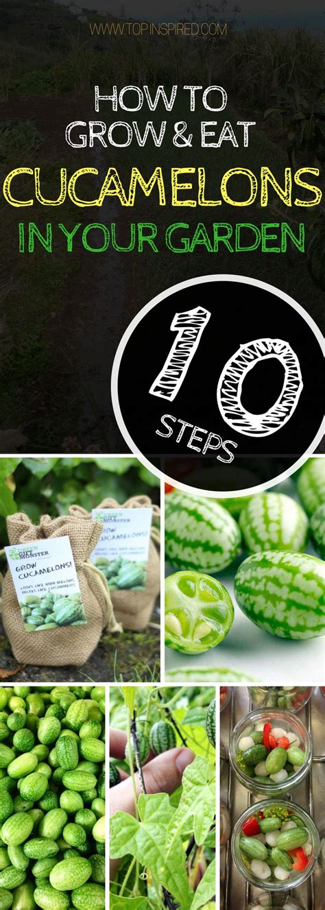 Top 10 Tips on How to Grow Cucamelons (Step by Step) | Cucamelon growing, Cucamelon, Growing