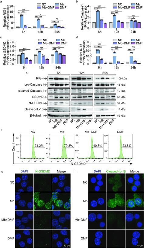 DMF inhibits RIG-I/Caspase1/GSDMD pyroptosis pathway after ferrous ...