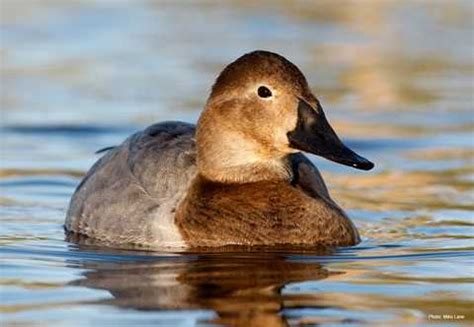 Canvasback | Types of Ducks & Geese