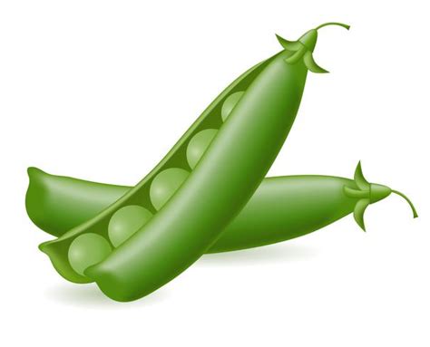 peas vector illustration 509830 Vector Art at Vecteezy