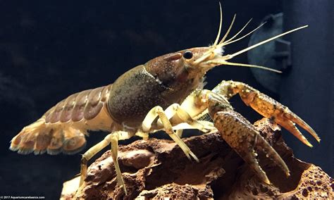 crayfish and shrimp in the same tank