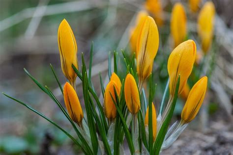 Yellow Crocuses Pictures, Photos, and Images for Facebook, Tumblr ...