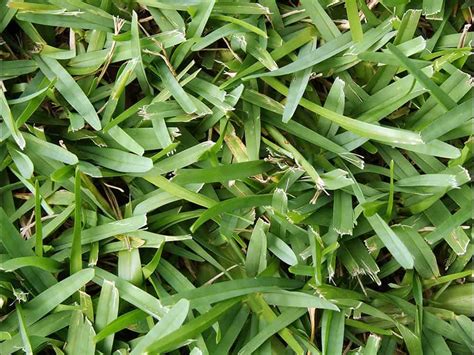 Essential Guide: Caring For St. Augustine Grass In Florida | LawnHelpful.com