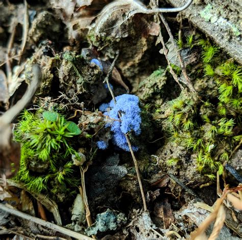 ID: Bright blue fungus found growing in Southwest VA. Located in the mixed plant matter in an ...