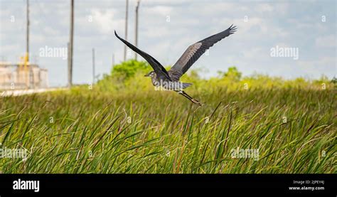 Everglades National Park and Habitat, Miami, Florida Stock Photo - Alamy