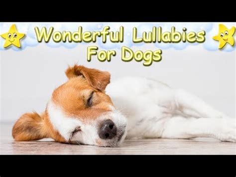 Relaxing Sleep Music For Dogs And Puppies ♫ Calm And Relax Your Dog ...