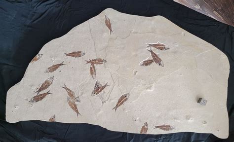 Buy Museum Grade Wyoming Fossil Fish - InStoneFossils.com — In Stone Fossils