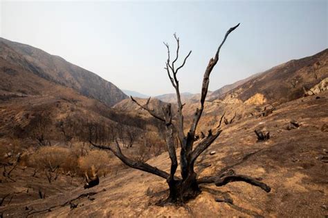 The Aftermath of the California Wildfires | Nature and Wildlife | Discovery