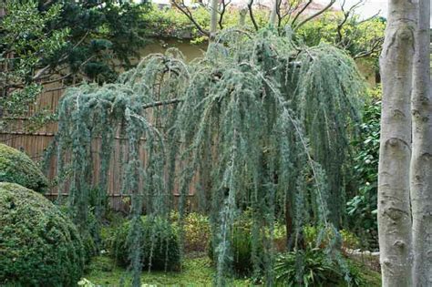 Cedrus atlantica (Glauca Group) 'Glauca Pendula' (Atlas Cedar)