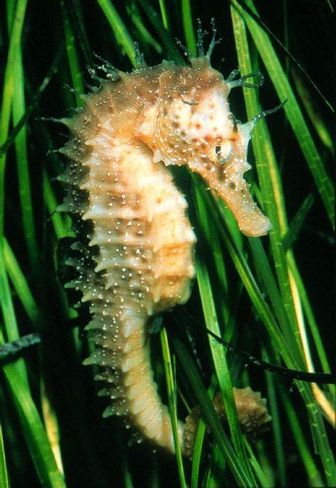 I think seahorses are fascinating (With images) | Seahorse, Ocean creatures, Freshwater seahorse