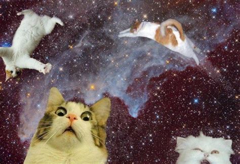 Just Funny Pics click here for more from | Space cat, Cat art, Cats