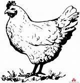 Vintage Chicken Clipart Black And White sketch template