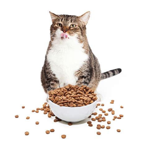 Why Grain Free Kibble Isn't Good For Cats - Two Crazy Cat Ladies