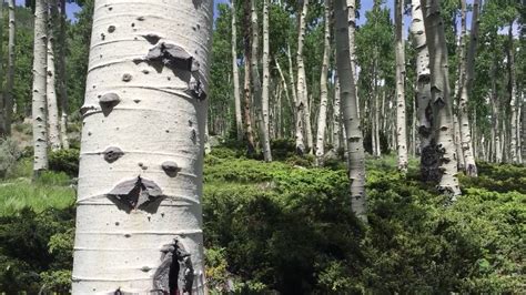 Meet Pando, the Trembling Giant—the world's oldest living organism - YouTube